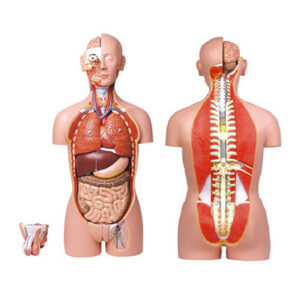 Dual-Sex Torso-27 parts 10003A