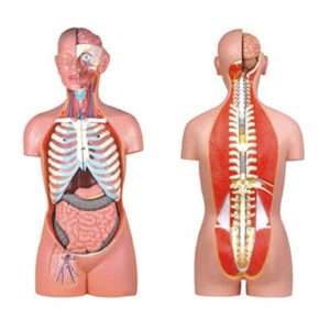 Sexless Torso 10003B