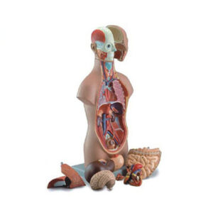 Sexless Torso 10003C