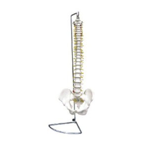 Spine With Pelvis Model 11104(1-2)