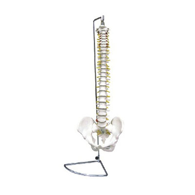 Spine With Pelvis Model 11104(1-2)