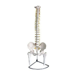 Spine with Pelvis and Femur Model 11105(1-2)