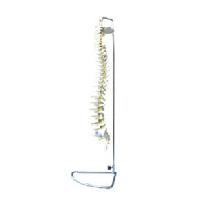 Spine Model (Flexible) 11106
