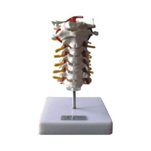 Cervical Vertebral Column Model 11107