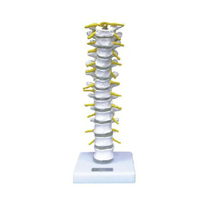Thoracic Vertebra Model 1108