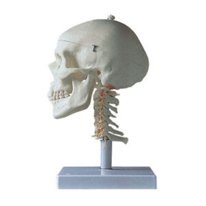 Skull with Cervical Column Model 11111-3