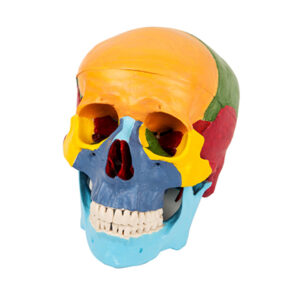 Skull Separation Model (16 Parts) 11118