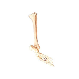 Bones of Foot, Calf Bone, Shinbone Model 11132