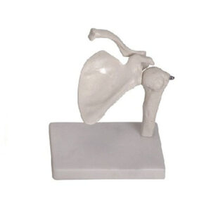Shoulder Joint Model 11201-1