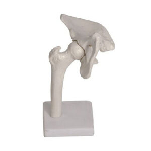 Hip Joint Model 11201-4