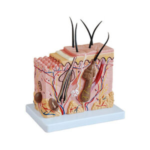 Skin Tissue Model 41002