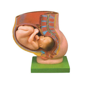 Pregnancy Pelvis with Mature Fetus-2 Parts 42006