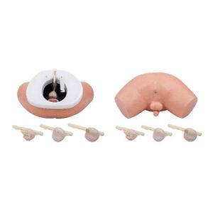 Prostate Examination Simulator F2
