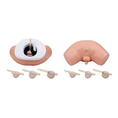 Prostate Examination Simulator F2